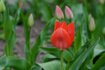 Red tulip flower bloom on background of blurry red tulips flowers