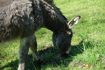 Esel frisst Gras