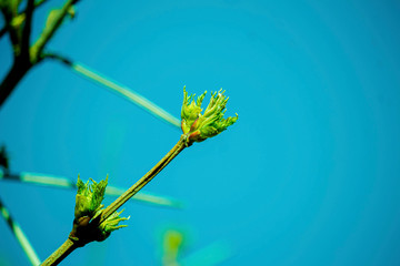 the kidneys, tree, screen, branch, april, spring
