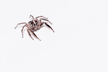 Jumping Spider on white background