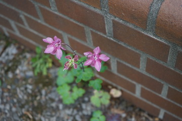 Pink Blumen. neben der Hauswand