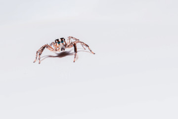 Jumping Spider on white background