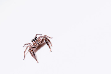 Jumping Spider on white background
