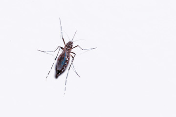 Mosquito on a white background