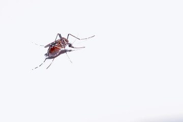 Mosquito on a white background