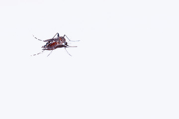 Mosquito on a white background