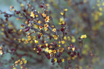 autumn background with  leaves on the barberry  tree