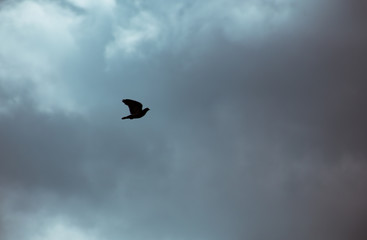 City pigeon sits on a fence in the street