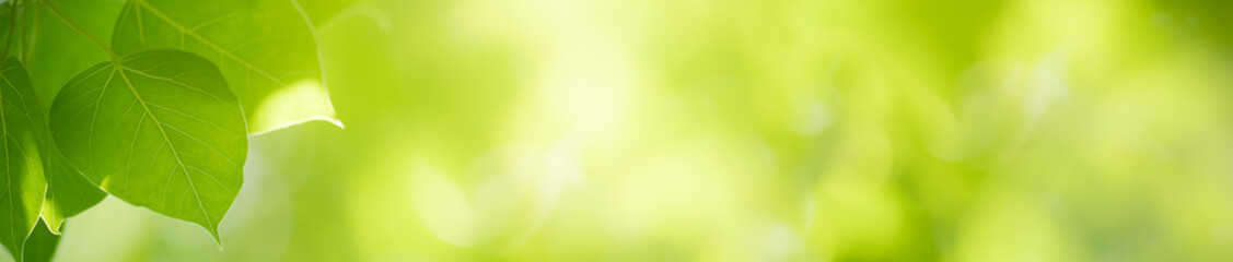 Nature of green leaf in garden at summer. Natural green leaves plants using as spring background cover page greenery environment ecology wallpaper