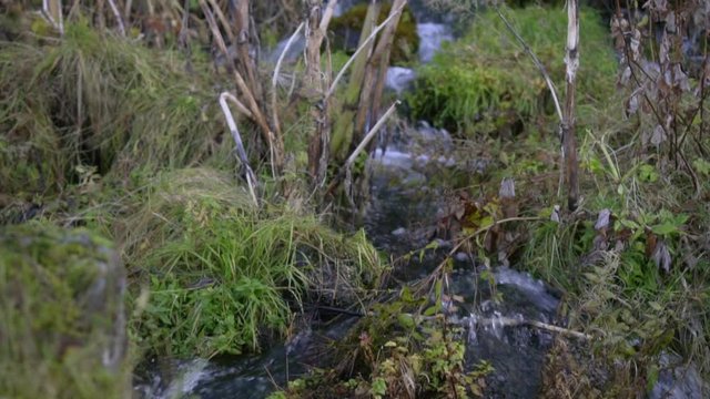 A small brook flows down from the mountains. A brook flows among grass and bushes