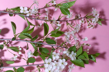 blossoming twig on a pink background, spring