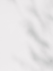 shadow of leaves on white wall