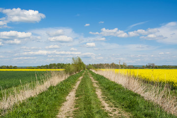 Rapeseed field, dirt road and blue sky. Beautiful spring landscape in Poland.
