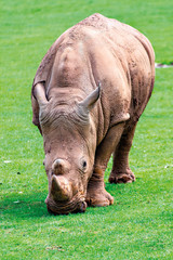 Fototapeta premium Rhino