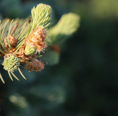 Young shoots of spruce. Spruce branches for the background. Twigs on a blurry background.