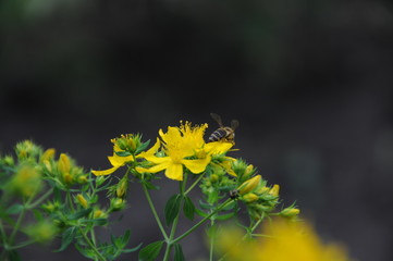 A bee collects nectar on yellow flowers. Close-up
