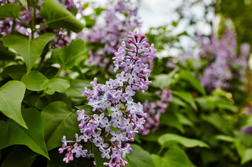 Beautiful lilac blossom.Flowering lilac tree.Fresh spring background on nature outdoors.Soft focus image of blossoming flowers in spring time