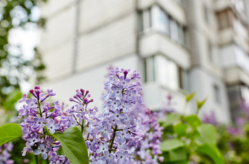 Obraz premium Beautiful lilac blossom.Flowering lilac tree.Fresh spring background on nature outdoors.Soft focus image of blossoming flowers in spring time