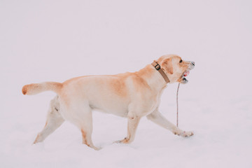 Funny Labrador Dog Playing With Toy And Running Outdoor In Snow, Winter Season. Playful Pet Outdoors