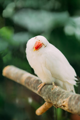 Funny Rose-ringed Parakeet Also Known As The Ring-necked Parakeet. Wild Bird