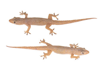 house lizard isolated on white background, with clipping path
