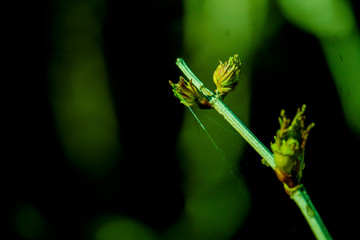 the kidneys, tree, screen, branch, april, spring