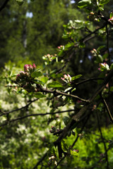 apple tree blossom in spring forrest