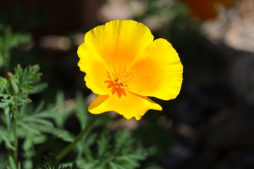 Pavot de Californie.