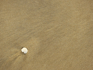 Fototapeta na wymiar Sea shells on sand beach