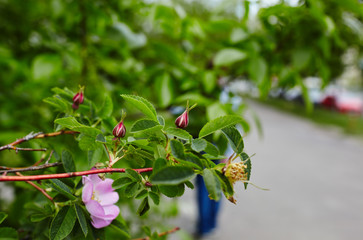 Fototapete bei efototapeten.de bestellen   