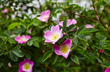 Beautiful spring briar twig (dog rose or rosehip), it can be used as a background. Pink bloom, buds, green leaves