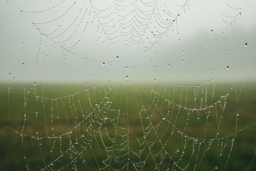 Morning dew on a beautiful woven spider web. Macro shot of water droplets on a spider web. Rural landscape, spider web on a background of green foggy meadow. Mysterious beautiful morning in village.