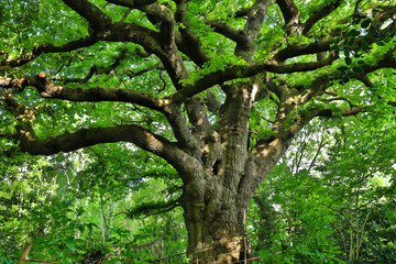 Dense foliage over a centenary Oak tree in the Green Forest