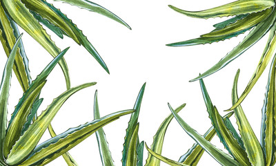 Aloe Vera plant on white Background. Watercolor agave, aloe vera,succulent, green plant. Botanical watercolor illustration of Aloe Vera