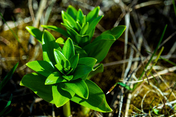 the kidneys, tree, screen, branch, april, spring