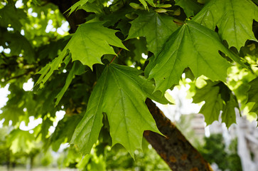 Fototapeta na wymiar Maple branch with green leaves on a sunny day. Maple tree in spring. Blurred leaf background