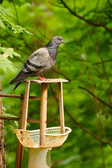 голубь на дереве