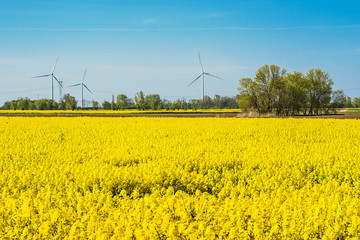 Green energy, wind farm and rapeseed field. Beautiful landscape in Poland.