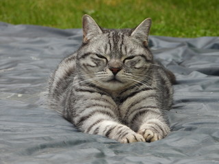 Silver British Shorthair 