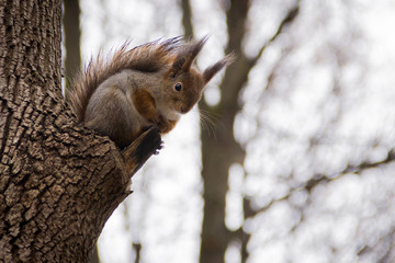 squirrel on a tree