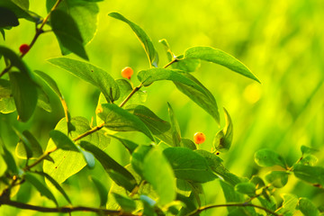 green leaves and red berries