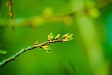 the kidneys, tree, screen, branch, april, spring