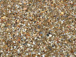 pile of shell on the beach