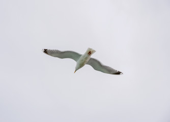 Seagull flying in the bright sky