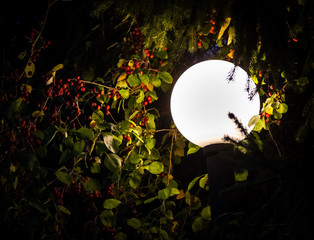 фонарь и деревья