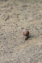 Grape snail on the old road. A snail tries to crawl across the road.