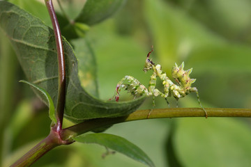 Spiny Flower Mantis