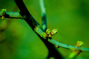 the kidneys, tree, screen, branch, april, spring