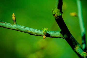 the kidneys, tree, screen, branch, april, spring