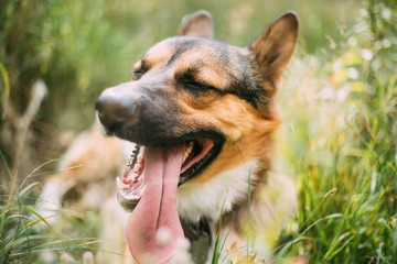 Close Up Portrait Of Funny Mixed Breed Dog Playing In Green Grass